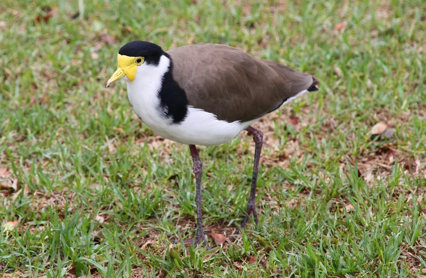 Masked Lapwing with brown wings, white neck, black cap and yellow facial wattles