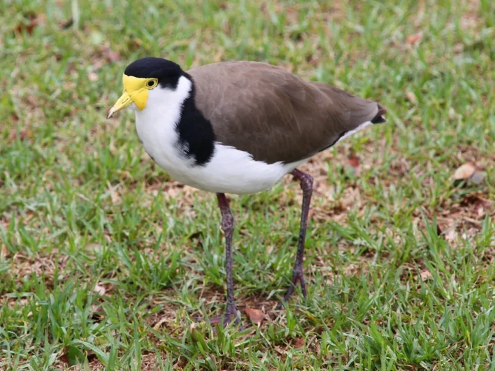 Masked Lapwing with brown wings, white neck, black cap and yellow facial wattles