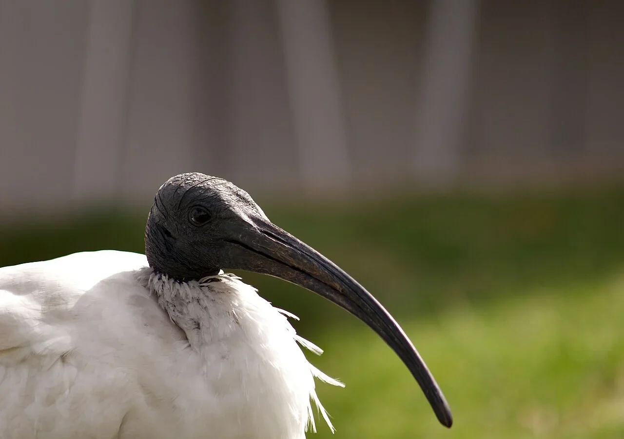 Australian White Ibis in Australia