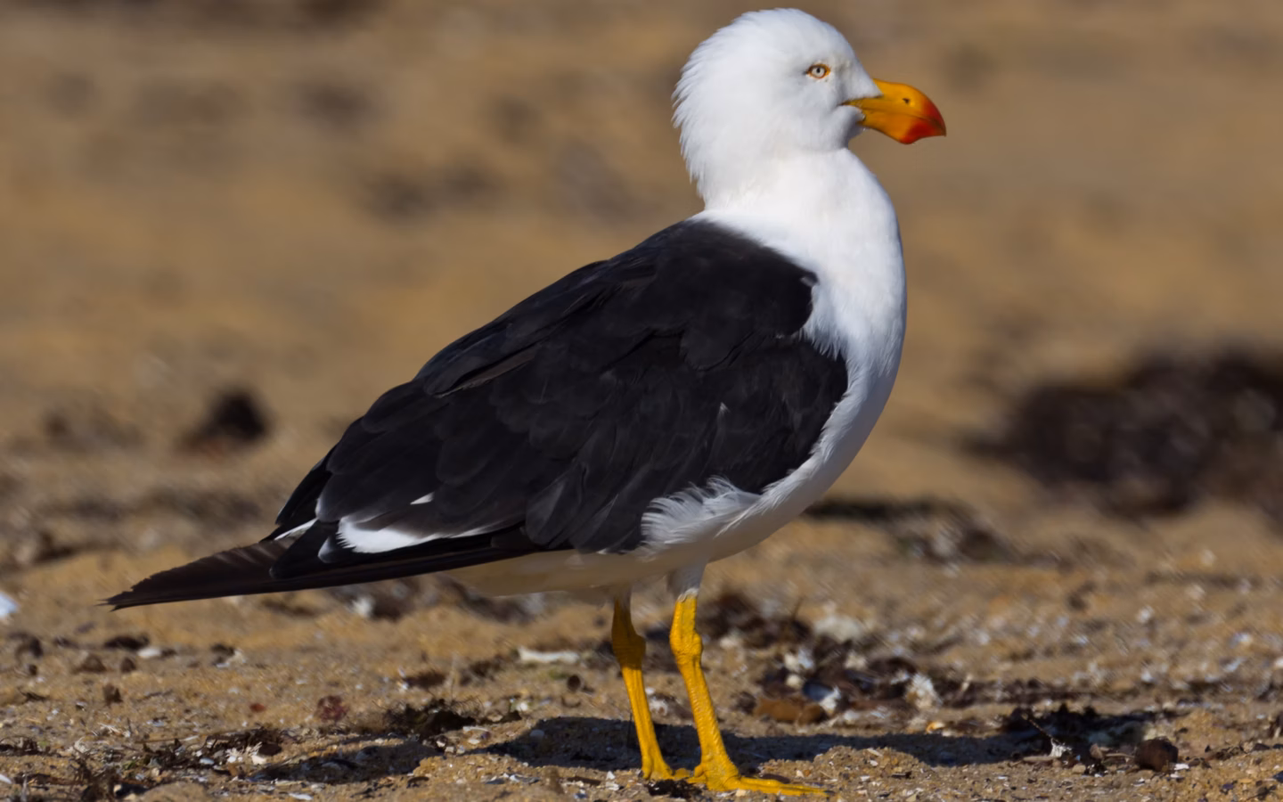 Pacific Gull showing very large gull with heavy yellow-and-red bill, black wings and white head and body