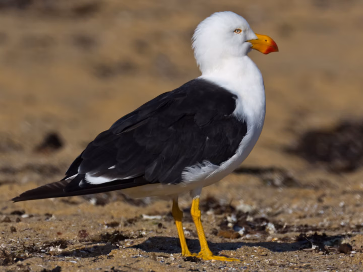 Pacific Gull showing very large gull with heavy yellow-and-red bill, black wings and white head and body
