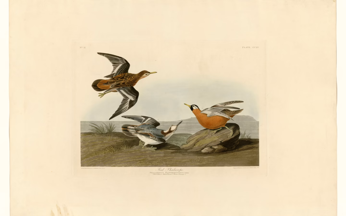 Grey Phalarope showing stocky phalarope with thicker bill, pale winter plumage and strong white wing stripe
