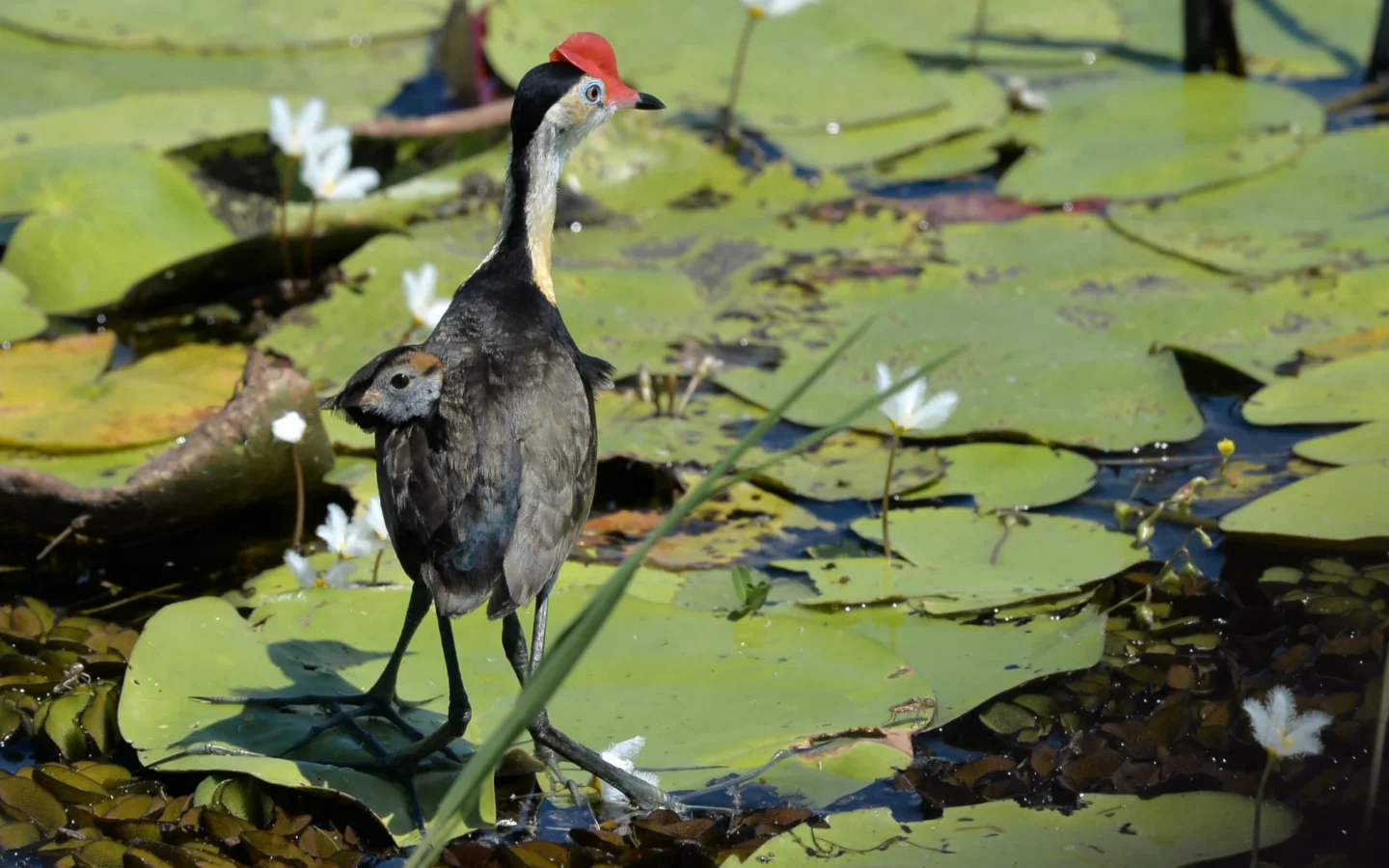 Comb-crested Jacana showing key identification features