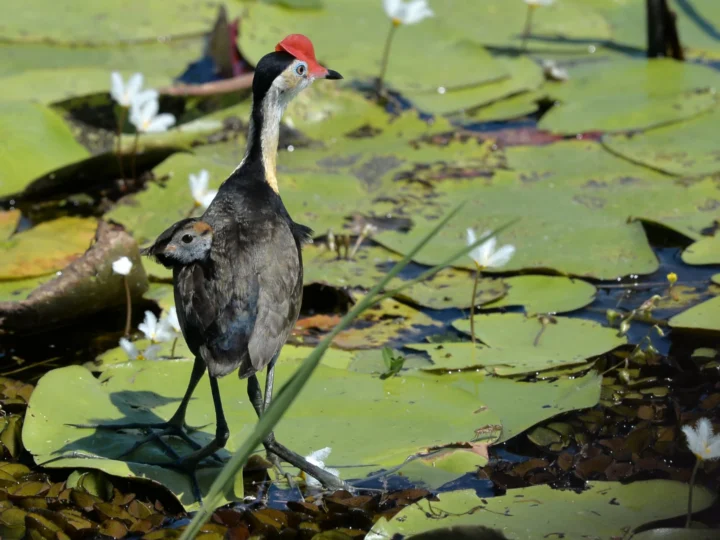 Comb-crested Jacana showing key identification features