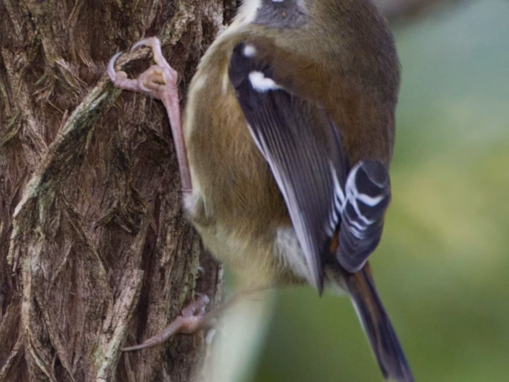 Scrubtit showing key identification features