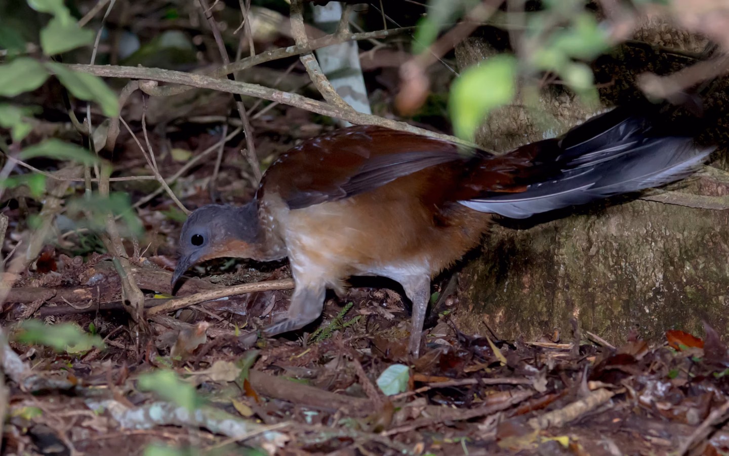 Albert's Lyrebird in Australia showing key identification features