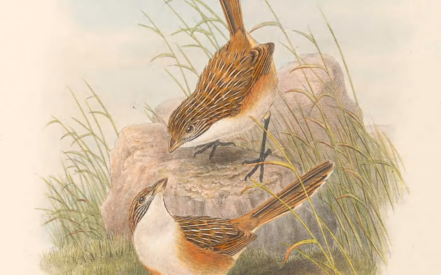 Eyrean Grasswren showing warm sandy streaked plumage, pale eyebrow and long tail
