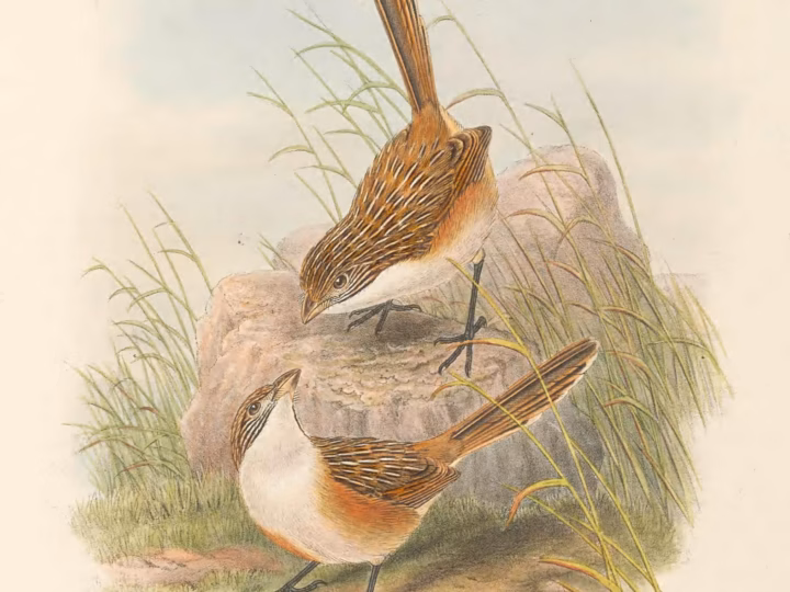 Eyrean Grasswren showing warm sandy streaked plumage, pale eyebrow and long tail