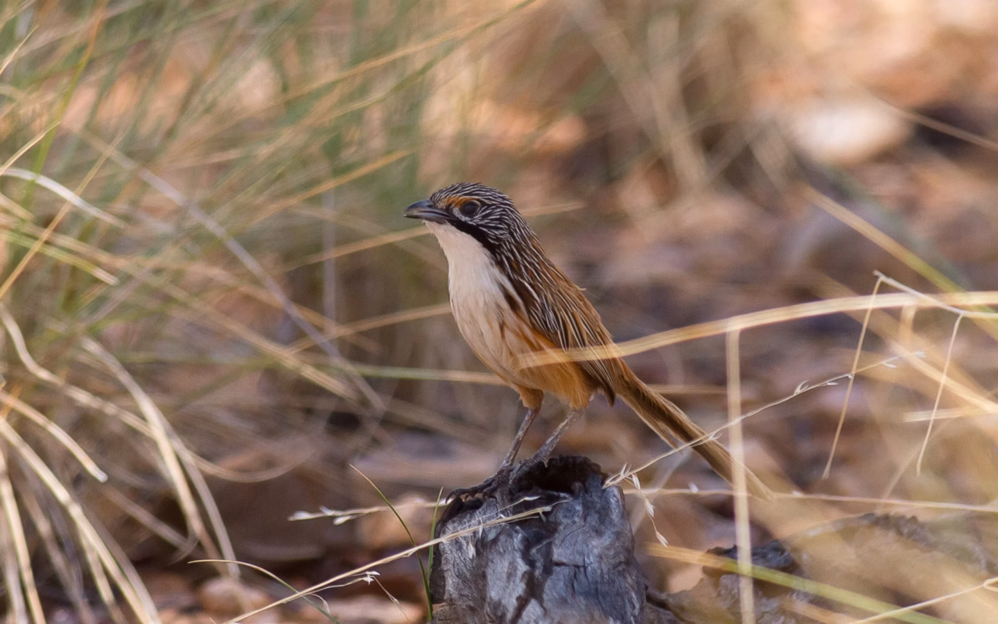 Carpentarian Grasswren showing bold pale underparts, rusty wing tones and heavily streaked upperparts
