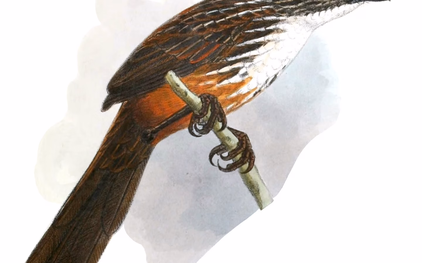 White-throated Grasswren showing white throat, strongly streaked upperparts and long tail