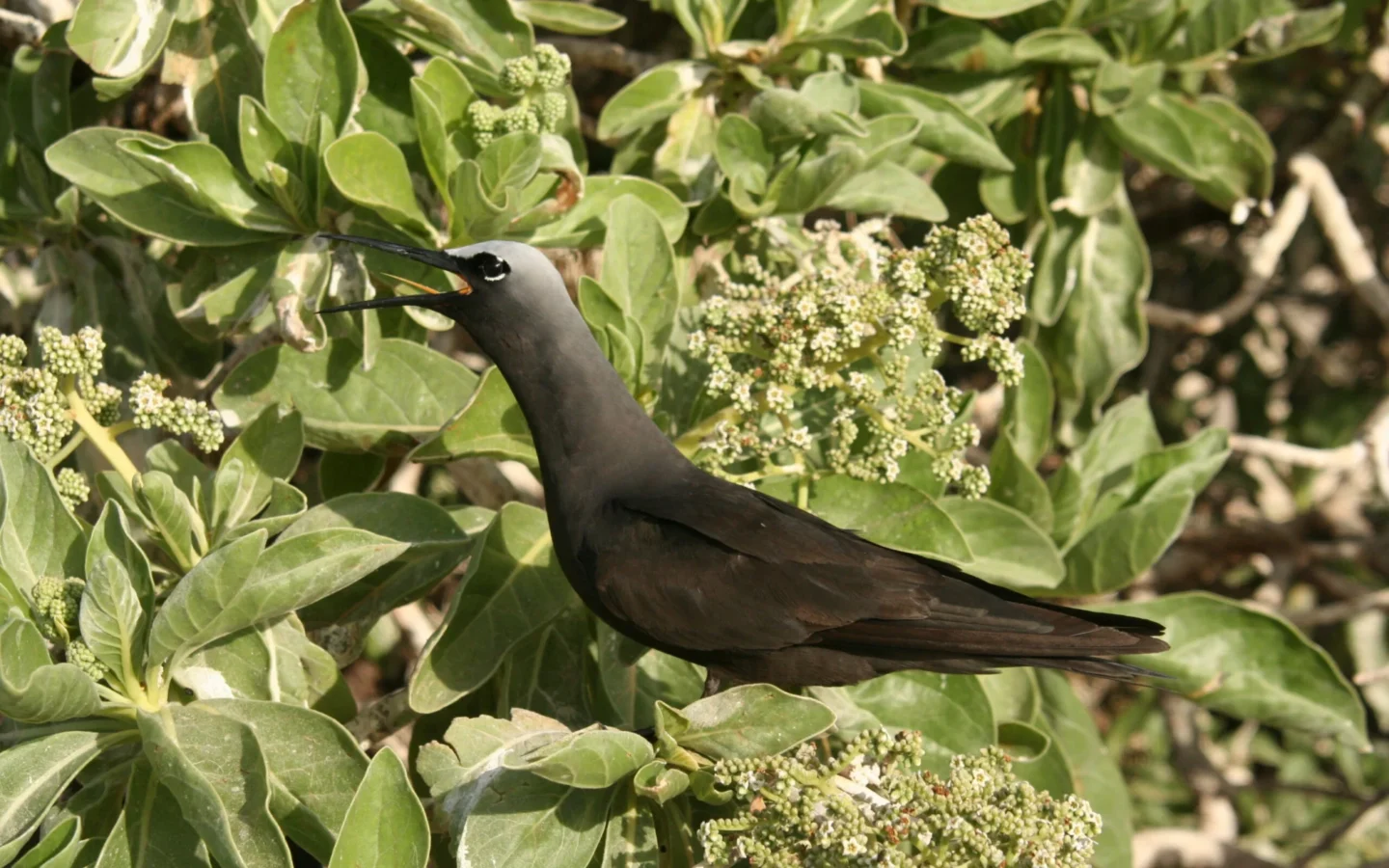 Black Noddy showing key identification features