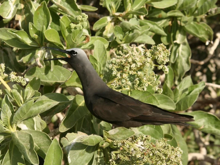 Black Noddy showing key identification features