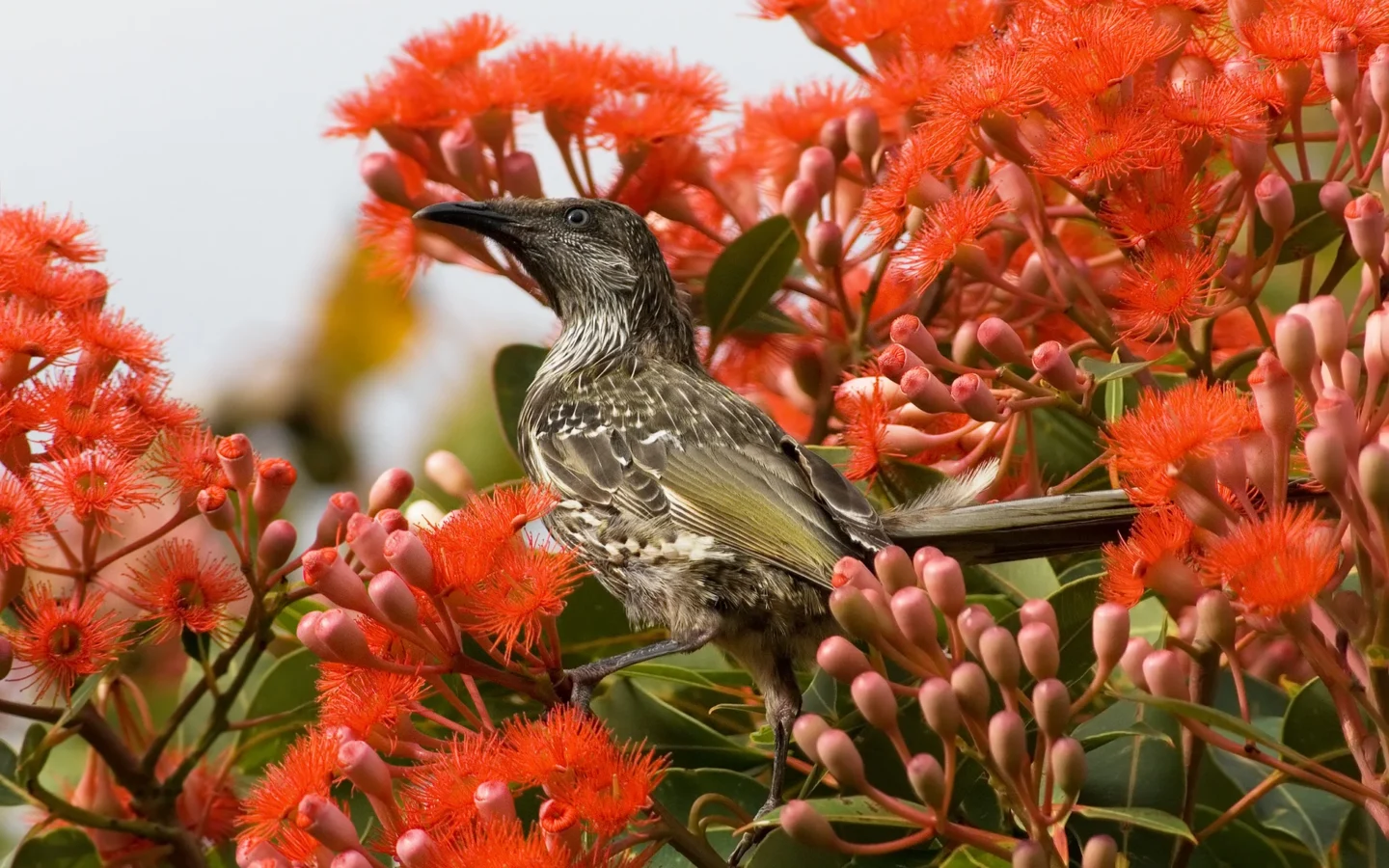 Little Wattlebird in Australia