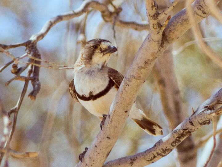 Banded Whiteface showing a tiny pale grey-buff body, bold white face, narrow dark breast band and dark wings and tail