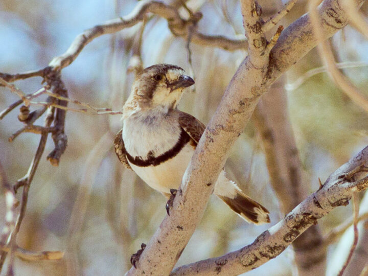 Banded Whiteface showing a tiny pale grey-buff body, bold white face, narrow dark breast band and dark wings and tail
