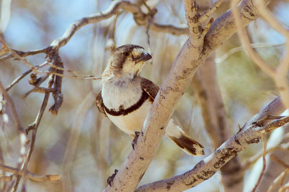 Banded Whiteface showing a tiny pale grey-buff body, bold white face, narrow dark breast band and dark wings and tail