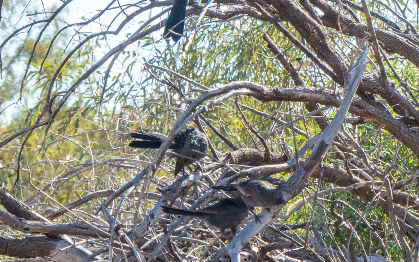 Apostlebird in Australia showing key identifying features