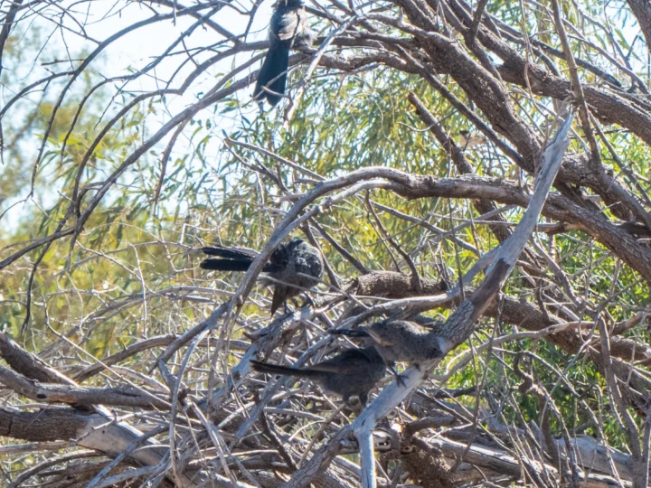 Apostlebird in Australia showing key identifying features