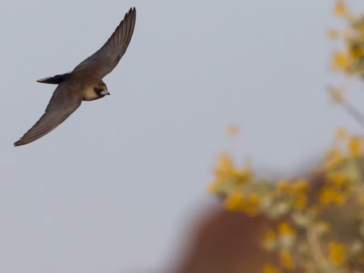 Little Woodswallow showing key identification features