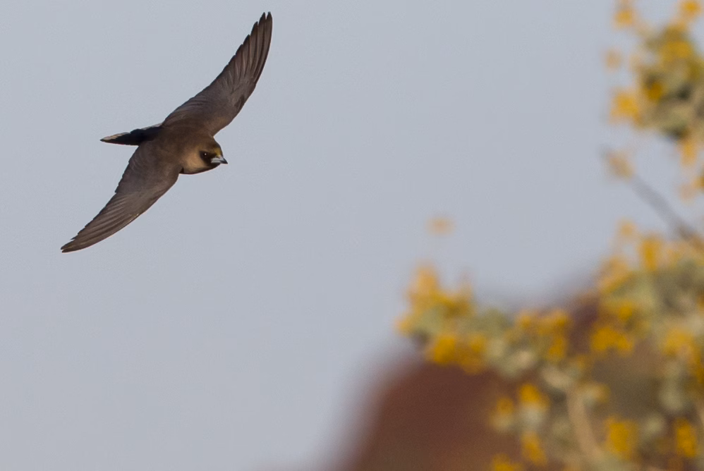 Little Woodswallow showing key identification features