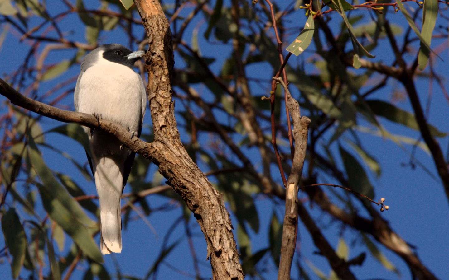 Masked Woodswallow showing key identification features