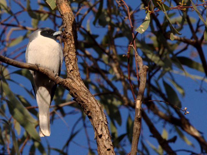 Masked Woodswallow showing key identification features