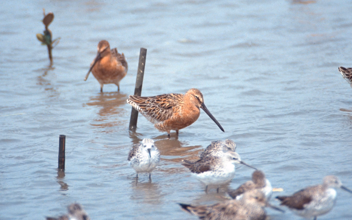 Asian Dowitcher showing large stocky shorebird with long straight bill and black-and-white wing pattern in flight