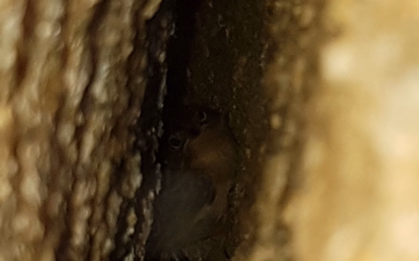 Noisy Scrub-bird showing key identification features