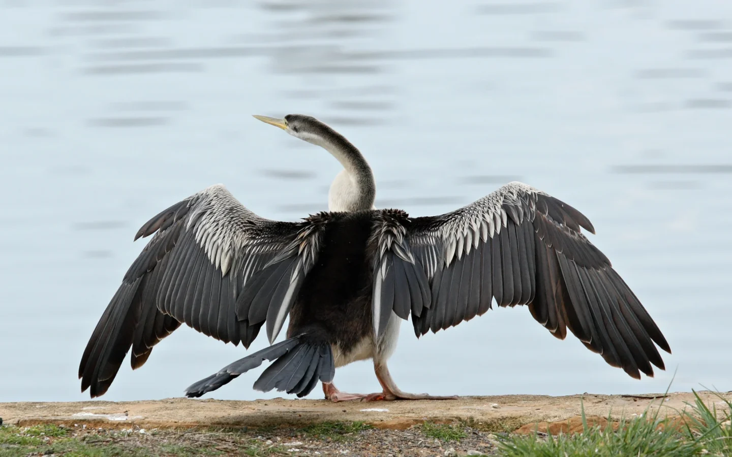 Australasian Darter in Australia