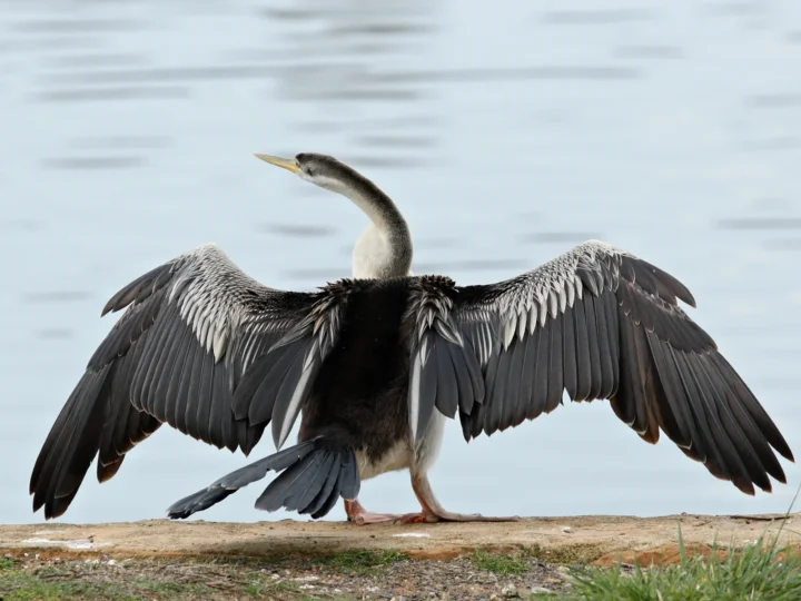 Australasian Darter in Australia