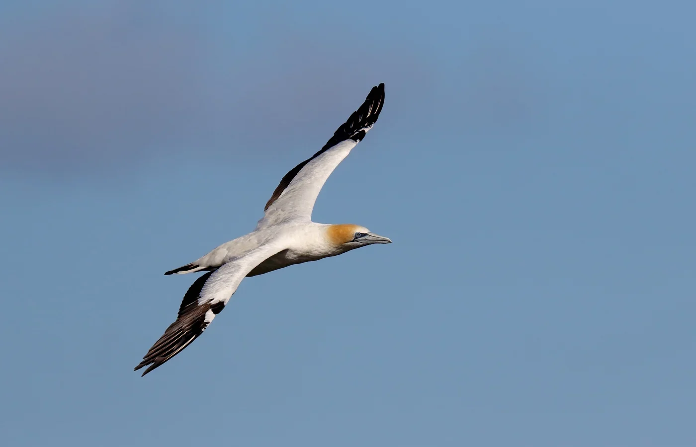 Australasian Gannet showing key identification features