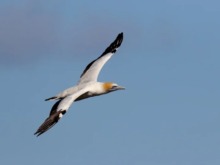 Australasian Gannet showing key identification features