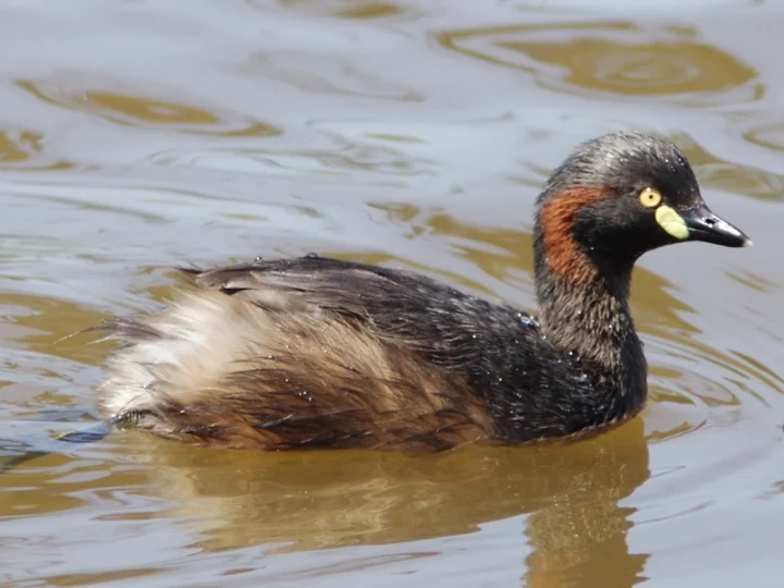 Australasian Grebe in Australia