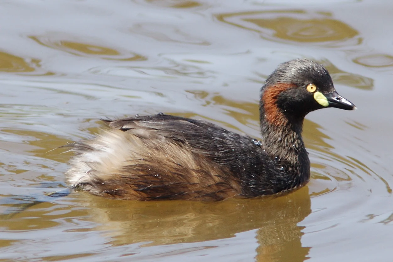 Australasian Grebe in Australia