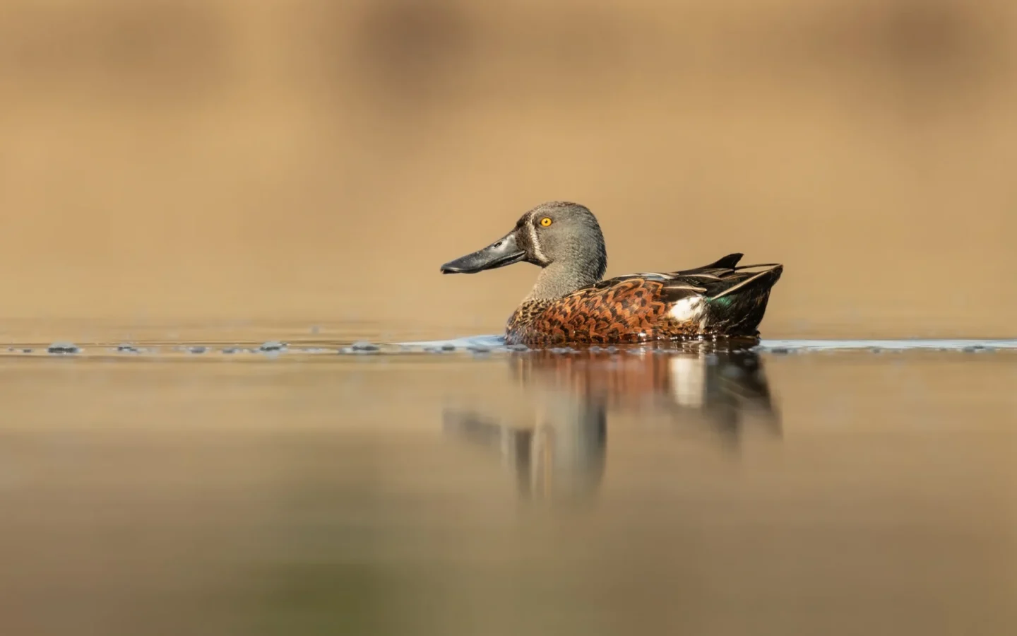 Australasian Shoveler showing key identification features