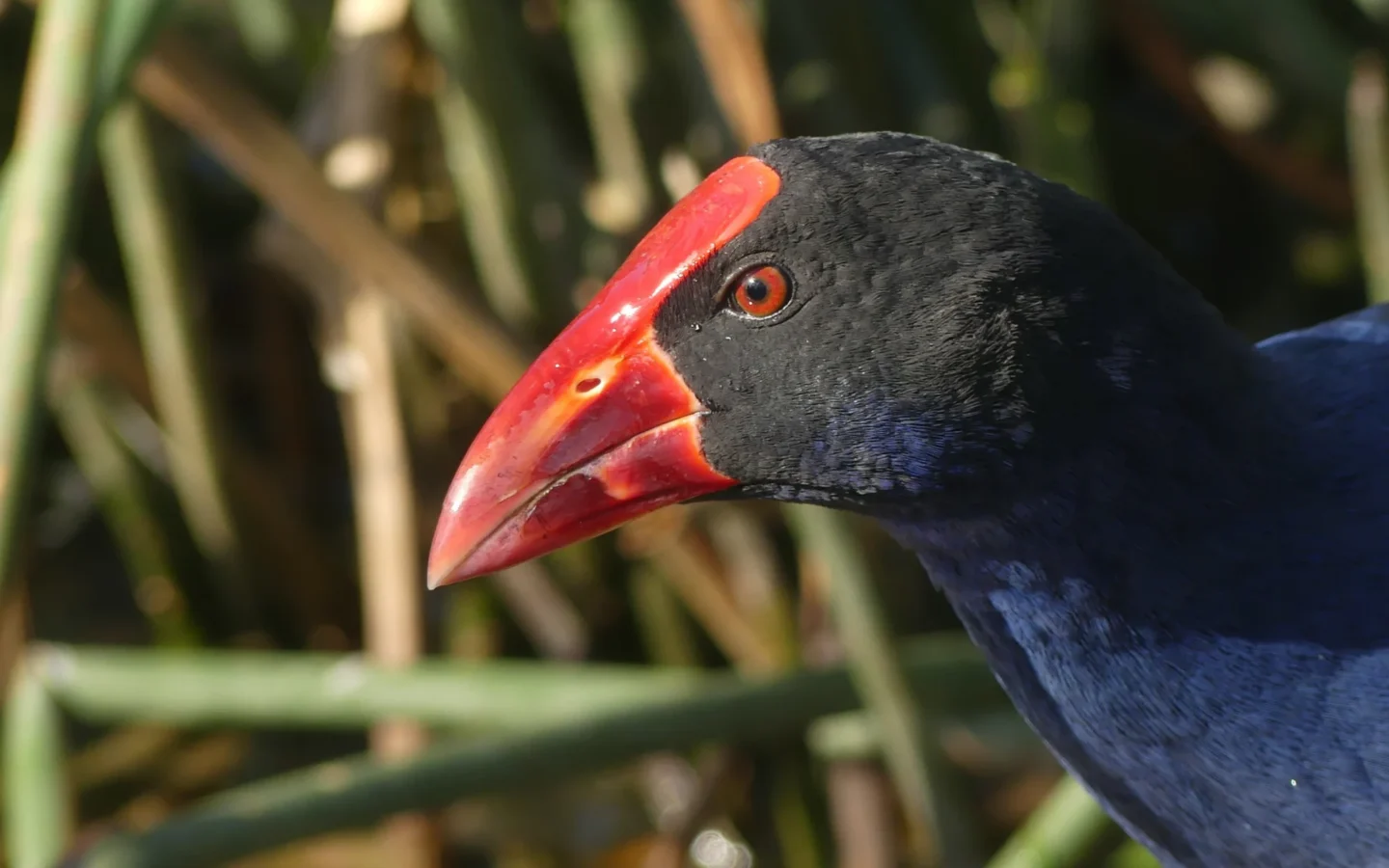 Australasian Swamphen with deep blue-purple body, red bill and long red legs