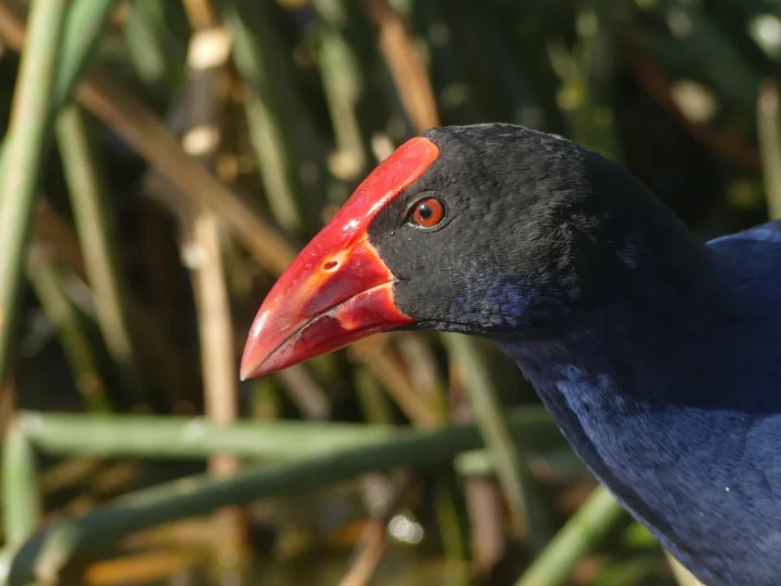 Australasian Swamphen with deep blue-purple body, red bill and long red legs