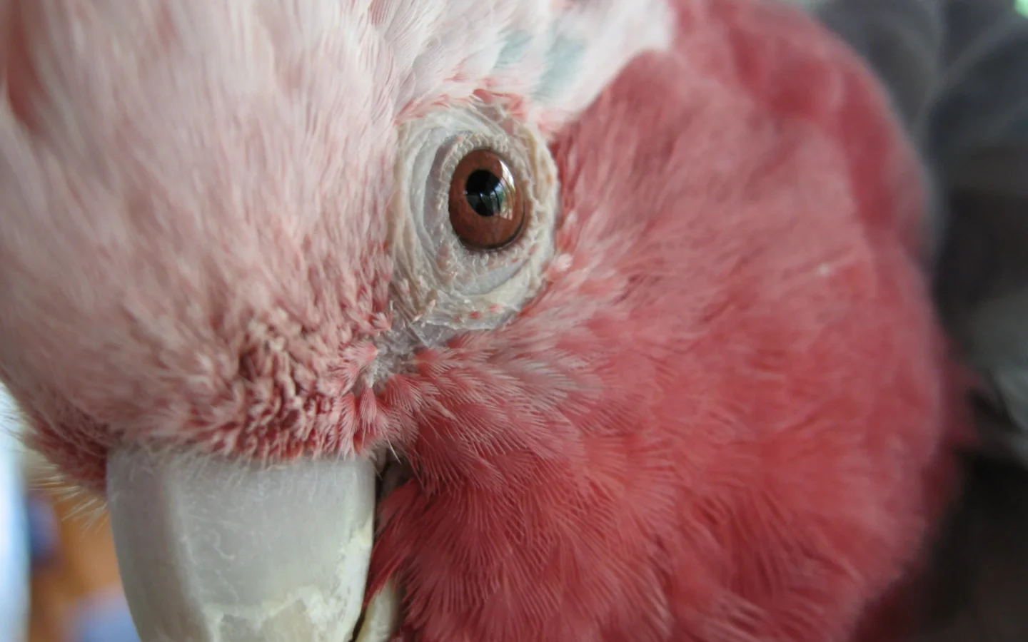 Galah with rose-pink head and chest, pale crest and grey wings
