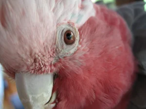 Galah with rose-pink head and chest, pale crest and grey wings