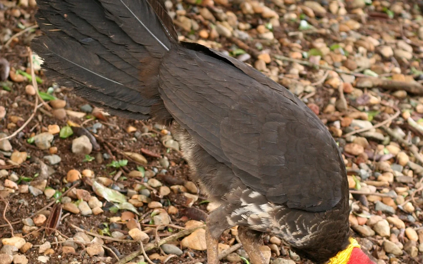 Australian Brush-turkey with dark body, bare red head and yellow neck wattle