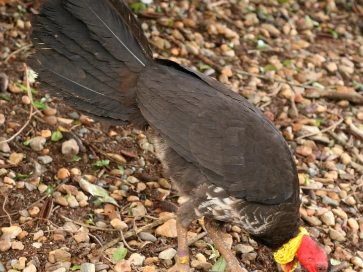 Australian Brush-turkey with dark body, bare red head and yellow neck wattle