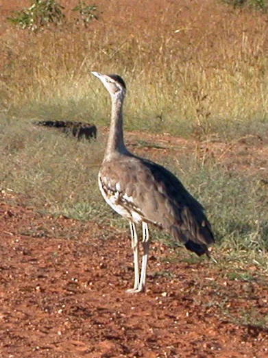 Australian Bustard showing key identification features