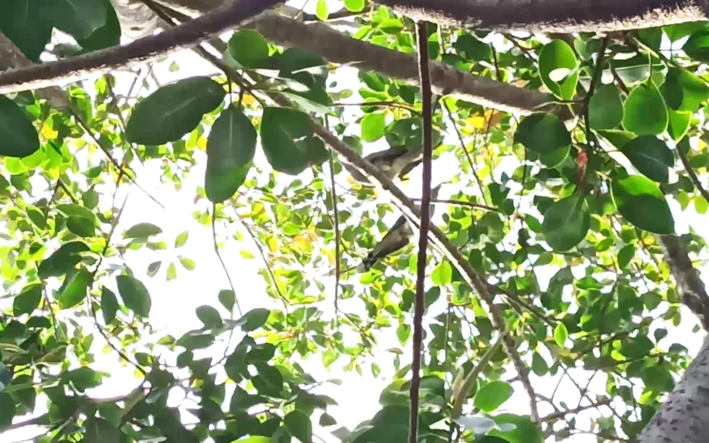 Channel-billed Cuckoo in Australia showing key identifying features