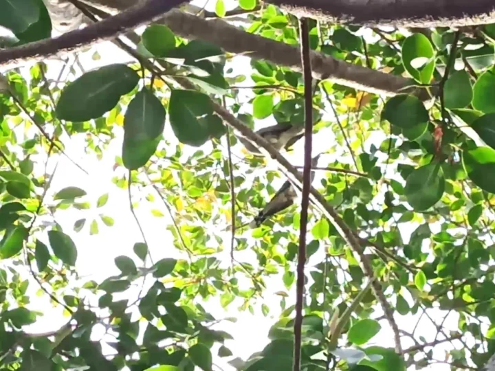 Channel-billed Cuckoo in Australia showing key identifying features