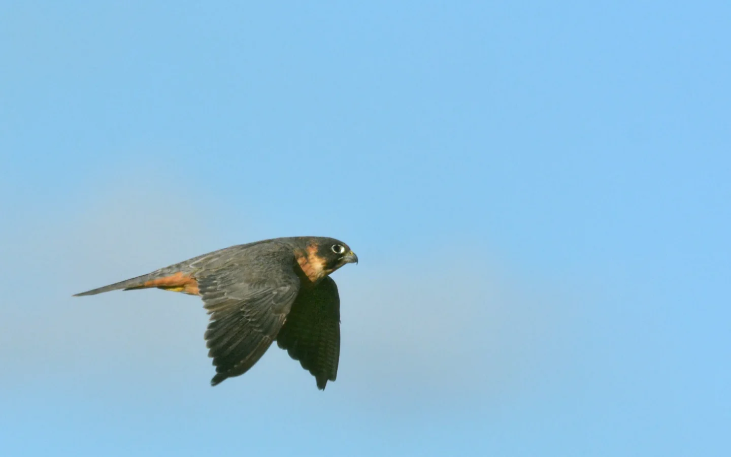 Australian Hobby in Australia