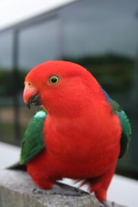 Australian King-Parrot with red head and breast and green wings