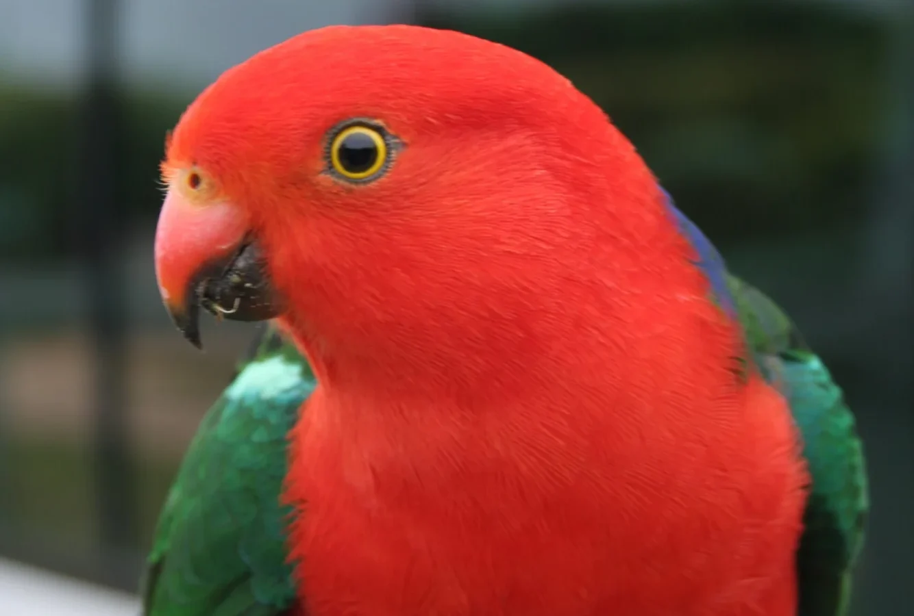 Australian King-Parrot with red head and breast and green wings