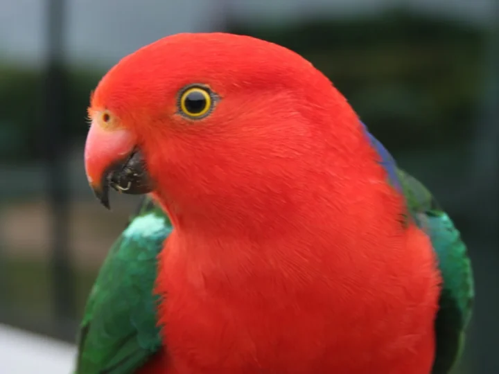 Australian King-Parrot with red head and breast and green wings