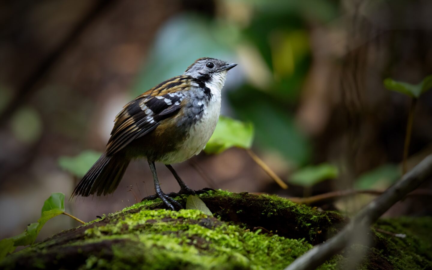 Australian Logrunner showing a compact mottled-brown body, stiff spiny tail and contrasting throat colour, white in males and rufous in females