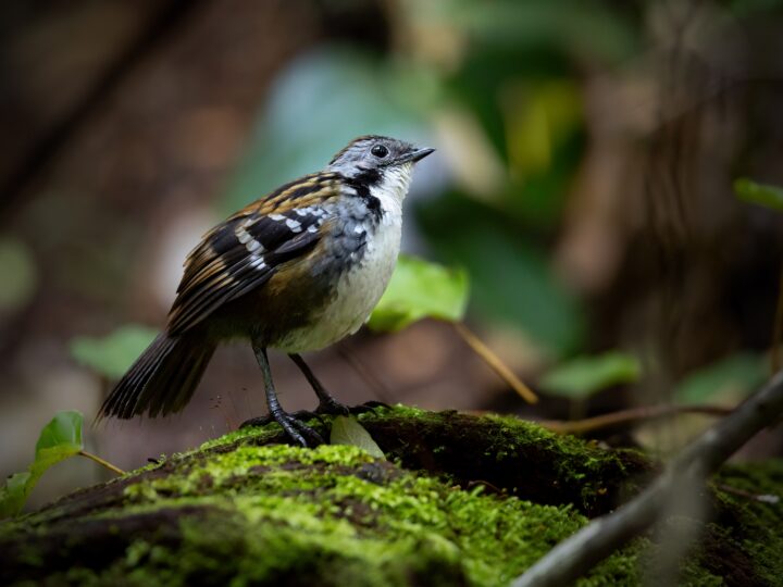 Australian Logrunner showing a compact mottled-brown body, stiff spiny tail and contrasting throat colour, white in males and rufous in females